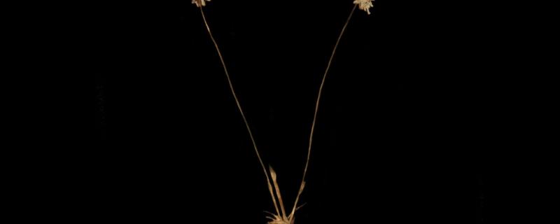 Researchers discover a new species of pipewort from the Western Ghats, name it after Karnataka’s coast