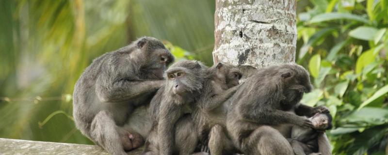 In a Nicobar long-tailed macaque troop, does rank determine who grooms whom?