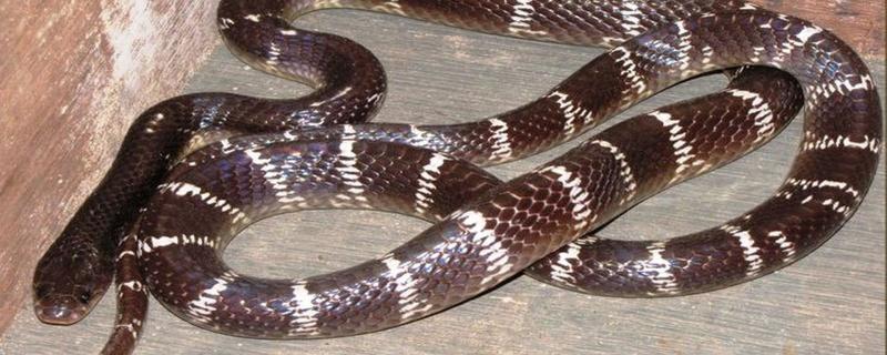 Researchers design a synthetic antivenom to treat snake bites from the Indian krait