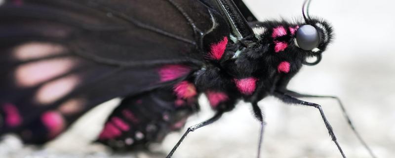 Butterflies and moths look at the world differently: Blame it on evolution