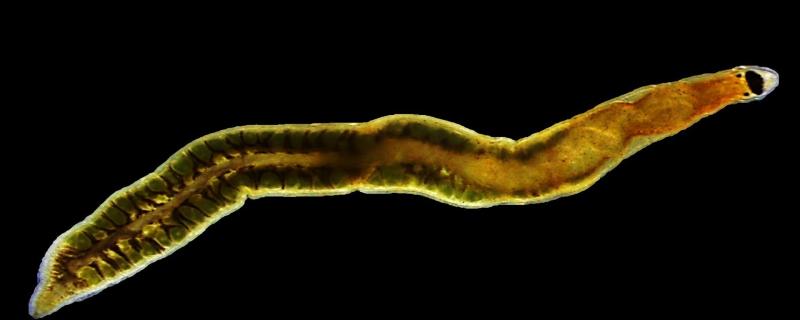Researchers discover a new species of ribbon worm from Chennai’s Kovalam beach
