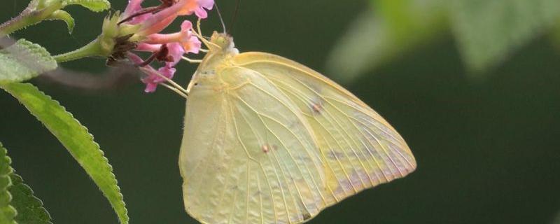 To move or not to move: It’s a million-dollar question for the butterflies