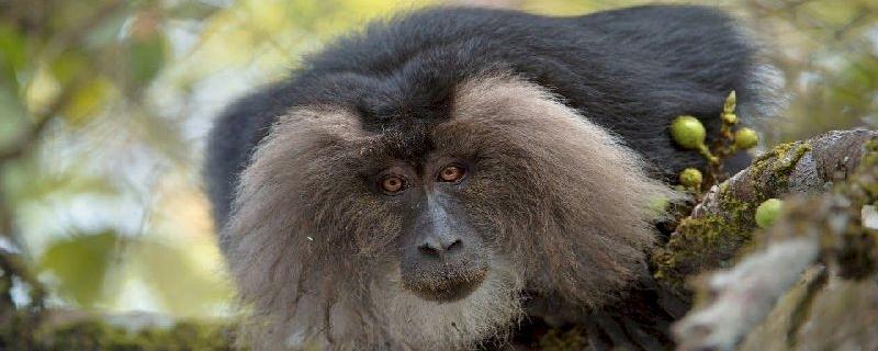 Too close for comfort: Proximity to humans is significantly affecting the behaviours of lion-tailed macaques