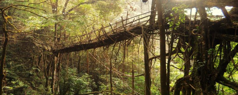 What cues do the root bridges of Meghalaya hold for futuristic architecture?