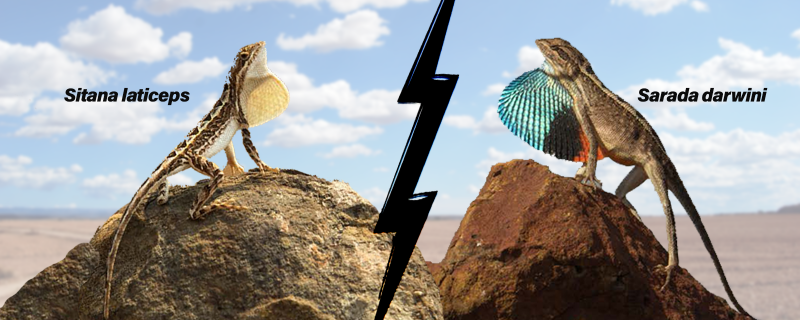 Friend or foe? Study shows fan-throated lizards could be evolving novel behaviours to avoid a brawl