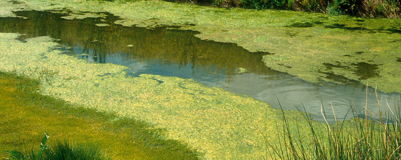 Photo : Blue Green Algae by CSIRO