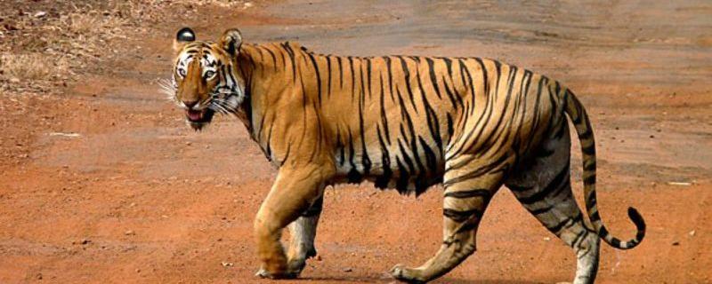 A tiger crossing a road in Tadoba National Park, India [Image Credits: Grassjewel / CC BY-SA]