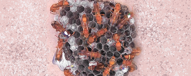 A colony of the tropical paper wasp Ropalidia marginata with a few individuals uniquely colour coded for identification (picture credit Nitika Sharma)