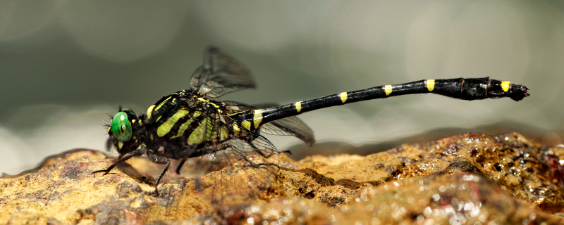 Spiny Horntail – A new dragonfly species discovered in Maharashtra