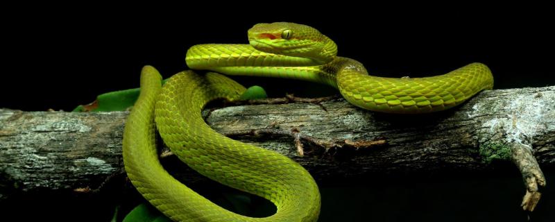Meet Salazar’s pit viper – a new snake species named after the parseltongue wizard