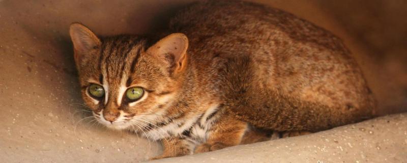 Small but significant: Counting India’s elusive small cats