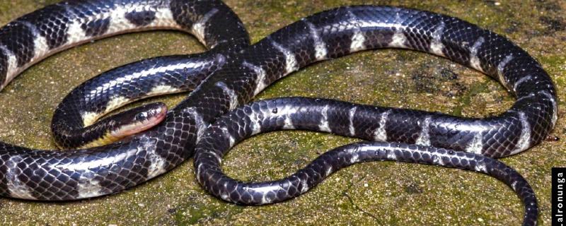 Researchers describe a new genus and species of rain-loving snake from Northeast India