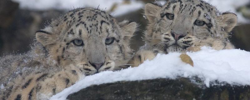Study shows how science and society can save snow leopards