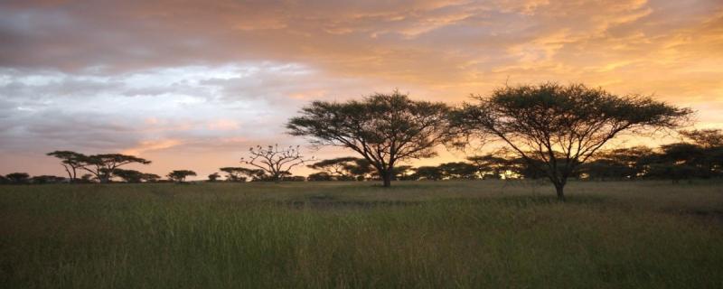 A new mathematical model explains how seed dispersal maintain savanna and forest biomes
