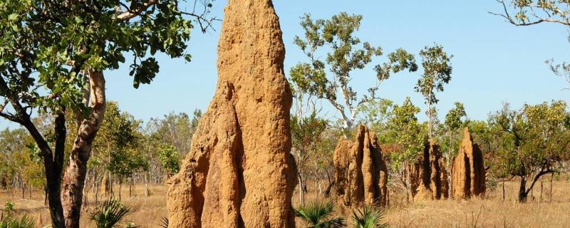 Here’s how rhiniid flies in the Western Ghats worm their way into termite mounds