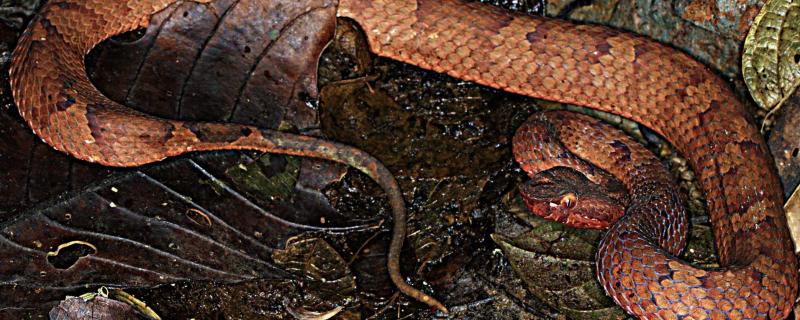 After 70 long years, a new species of pitviper emerges from Arunachal Pradesh