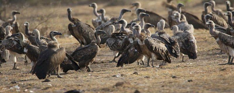 Despite ban, vulture-killing drug diclofenac widely sold for veterinary use in India