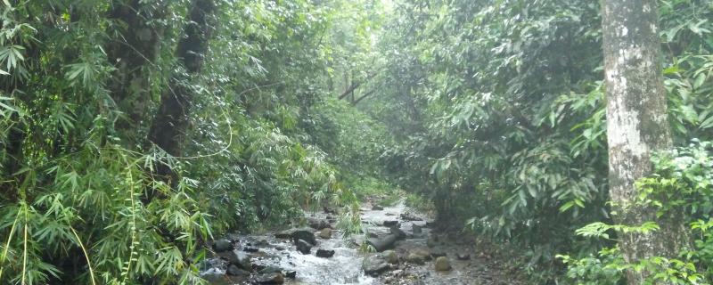 Planting native trees help degraded rainforest recover significantly in the Western Ghats