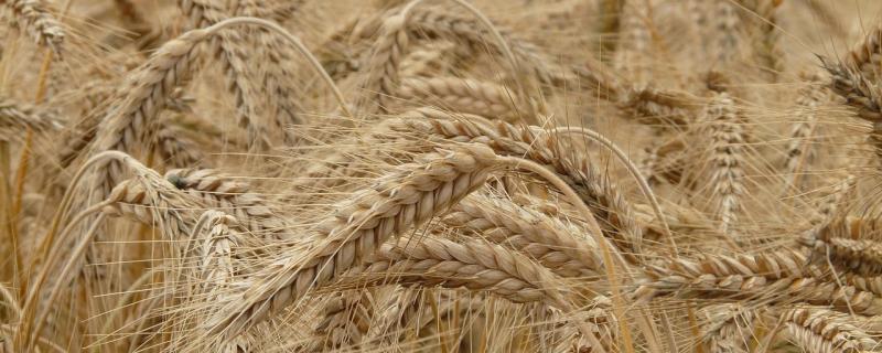 ICAR scientists develop the world’s first web-based tool to identify wheat varieties