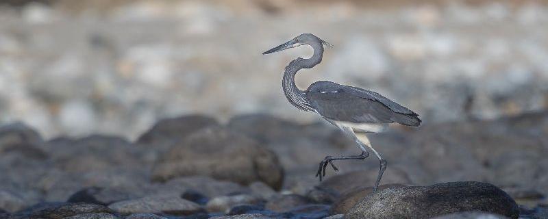 First-ever survey of white-bellied herons spells doom for these birds