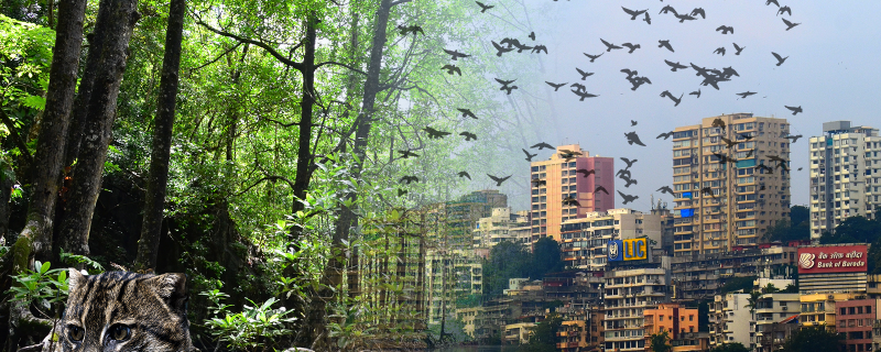 Tough to find a living space in Mumbai? The city’s wildlife also agrees