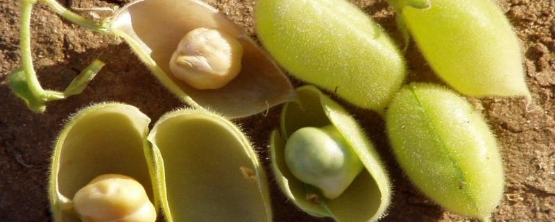 Tapping genes to make chickpeas resistant to droughts