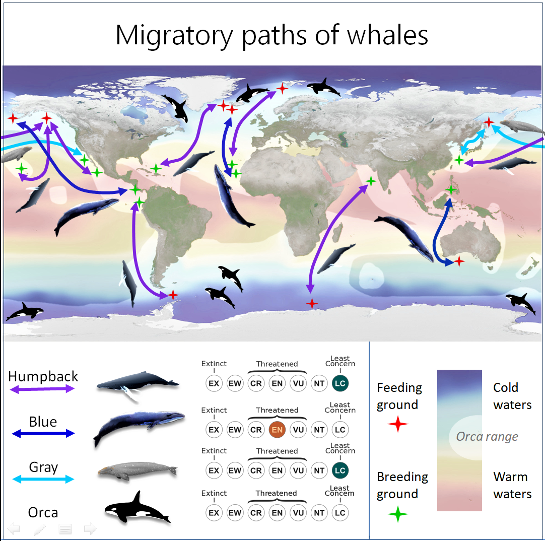 killer whale travel patterns