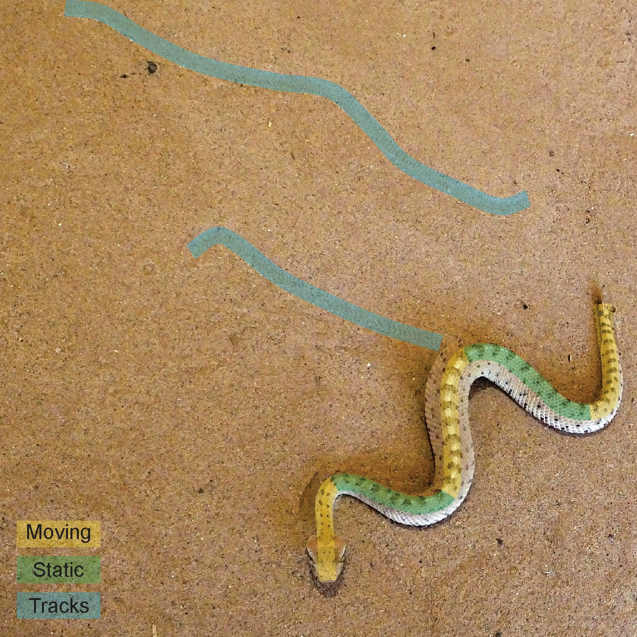 Neonate sidewinder sidewinding with tracks labelled: Credit: By HCA - Own work via Wikimedia commons 