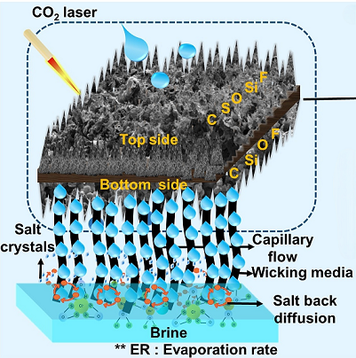 Graphical representation of the lotus leaf evaporator