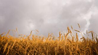 Representative image of air pollution affecting crops