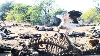 Egyptian vulture feeding on cattle carcass