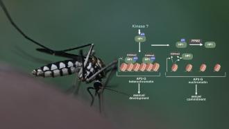 Mosquito and graphical representation of  PfPPM2 functions