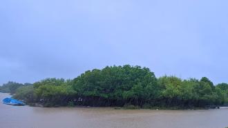 Mangroves