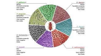 Different gut-derived microbial strains from red flour beetles, were imaged in brightfield (pseudo-coloured for enhanced contrast). Schematic of the red flour beetle is created in BioRender (M. S. (2024) BioRender.com/y37r627).