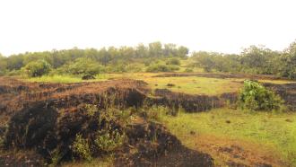 Open Natural Ecosystem