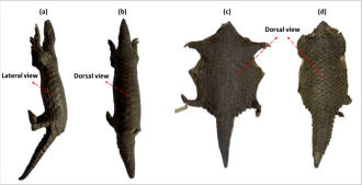 ಇಂಡೋ-ಬರ್ಮೀಸ್ ಪ್ಯಾಂಗೊಲಿನ್ (ಮನಿಸ್ ಇಂಡೋಬರ್ಮಾನಿಕಾ). ಕೃಪೆ: ವಾಂಗ್ಮೋ, ಎಲ್.ಕೆ., ಘೋಷ್, ಎ., ಡೋಲ್ಕರ್, ಎಸ್. ಮತ್ತು ಇತರರು.