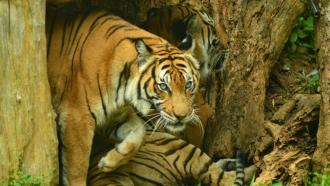 Tigers. Credit: Ramya Badrinath