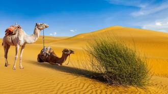 Camels in a Desert