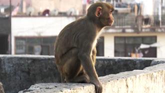 Rhesus macaque