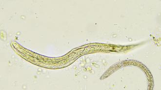 Image of a Roundworm