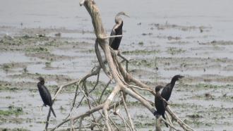 ಭಾರತದ ಹಕ್ಕಿಗಳು ಕಣ್ಮರೆಯಾಗುತ್ತಿವೆ:  ಪಕ್ಷಿ ಪ್ರಭೇದಗಳ ಸ್ಥಿತಿಗತಿಗಳ ವರದಿ