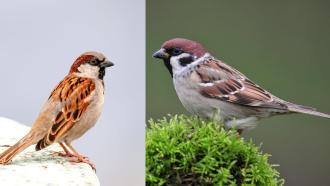 Sparrows