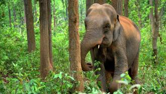 Jumbos in trouble: Asian elephants set to lose almost half of their present habitat, says study