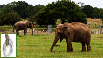 யானைகளின் வாலில் உள்ள வாழ்வியல் ரகசியங்கள் 