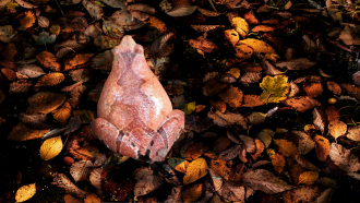 కప్పల కి  ప్రియమైన తినుబండారాల పట్టిక ఉంది: వాటి పొట్టలో  పదార్థాలు వరి పంట తెగుళ్లను ఎలా నివారిస్తాయో తెలుపుతున్నాయి