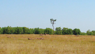 ಶ್ರೀಮಂತ ಹುಲ್ಲುಗಾವಲುಗಳು ಪಾಳುಭೂಮಿಗಳಲ್ಲ!