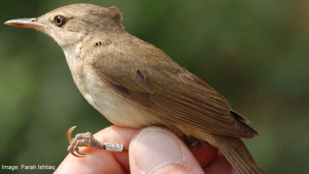 Blyth's Reed Warbler