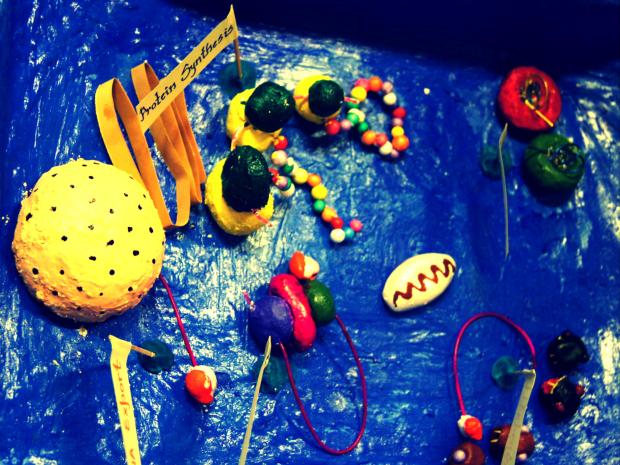 Protein Synthesis Machinery in an Eukaryotic Cell