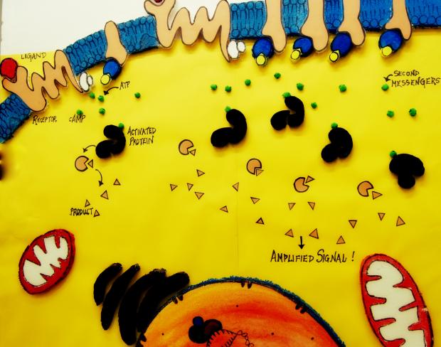 Signalling casacade in an eukaryotic cell