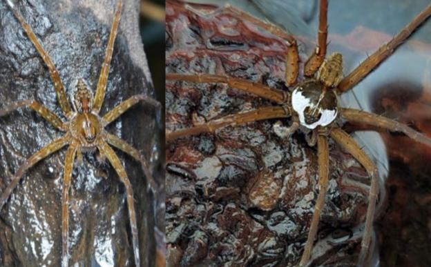 Dolomedes indicus